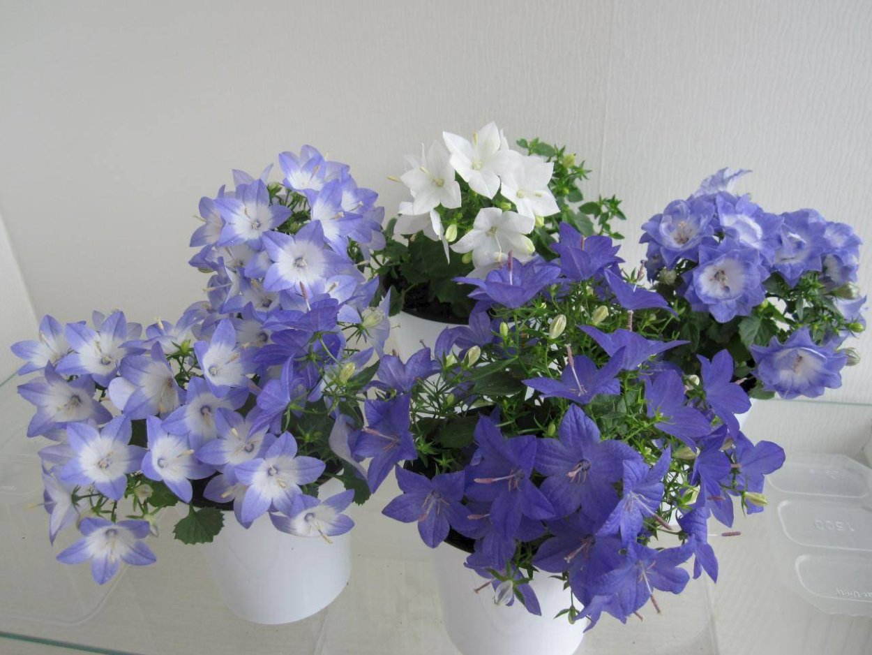 Кампанула Блауранка