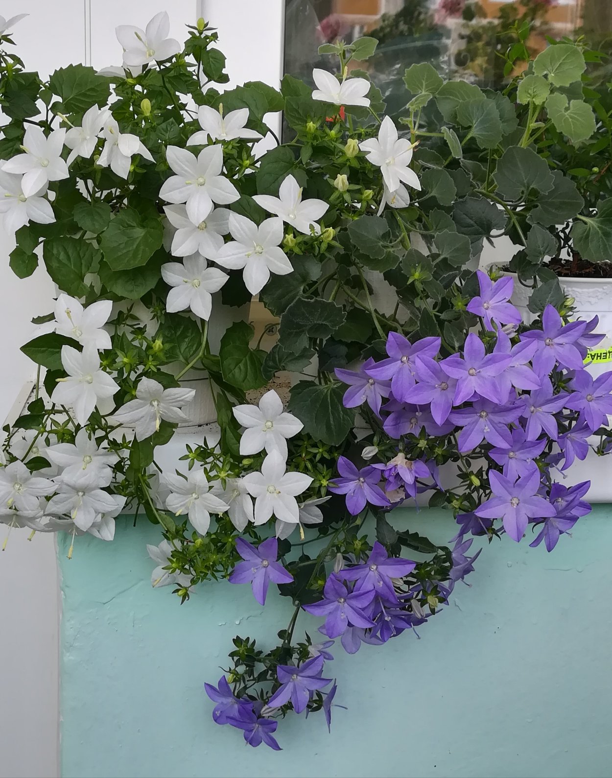 Цветок Кампанула невеста