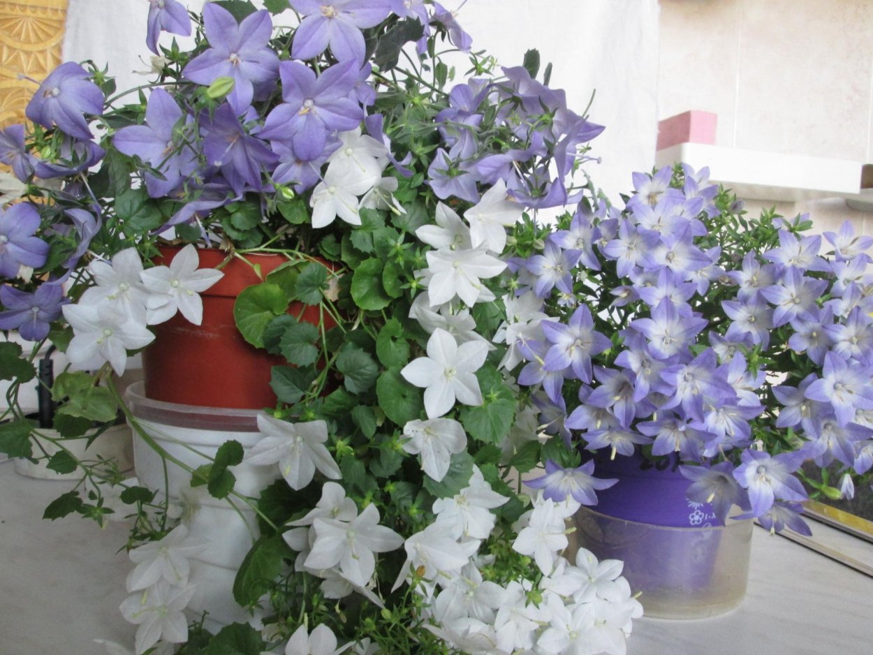 Кампанула жених и невеста