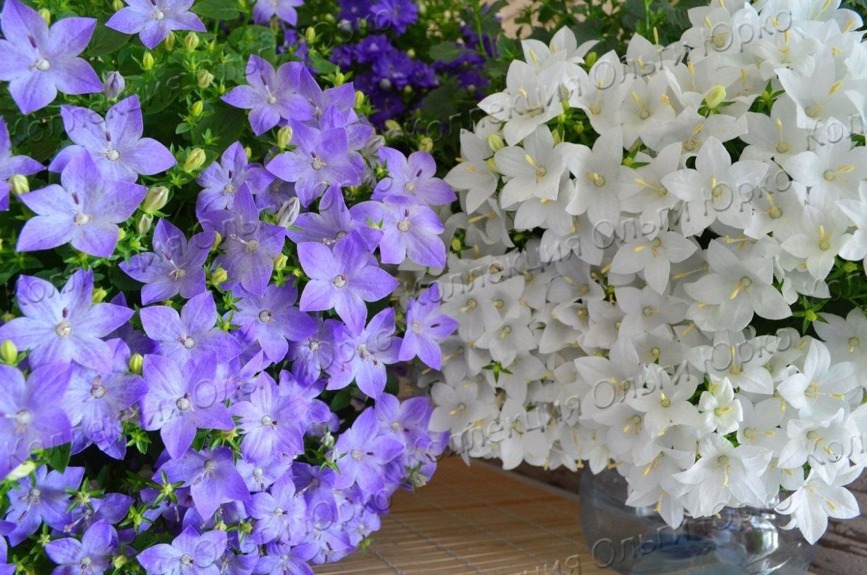 Ольга Юрко Кампанула