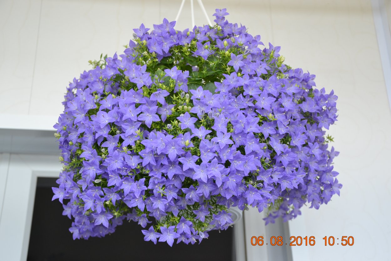 Кампанула Майя