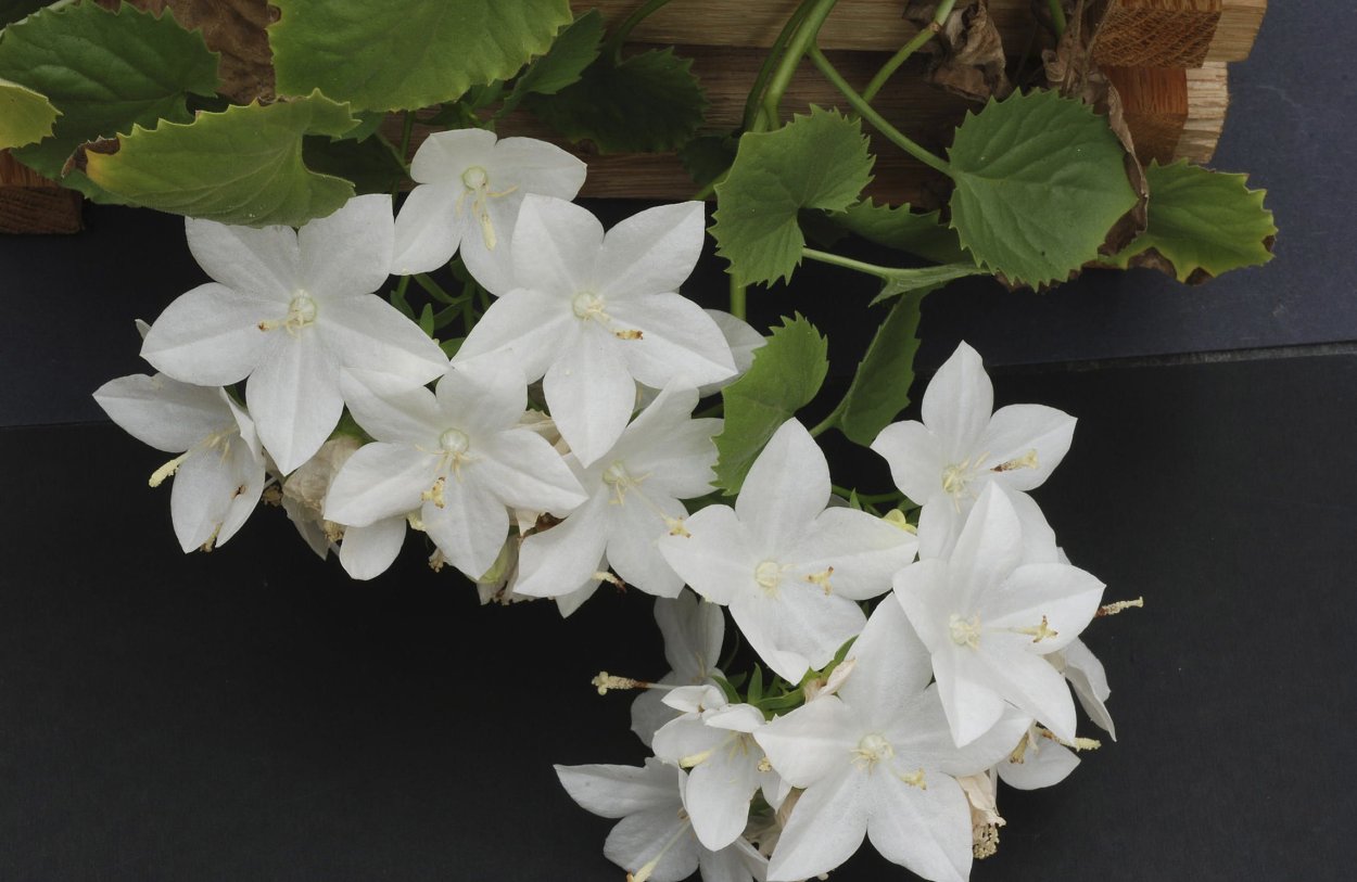 Кампанула белая