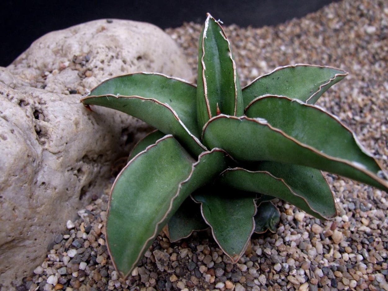 Сансевиерия Робуста (Sansevieria robusta)