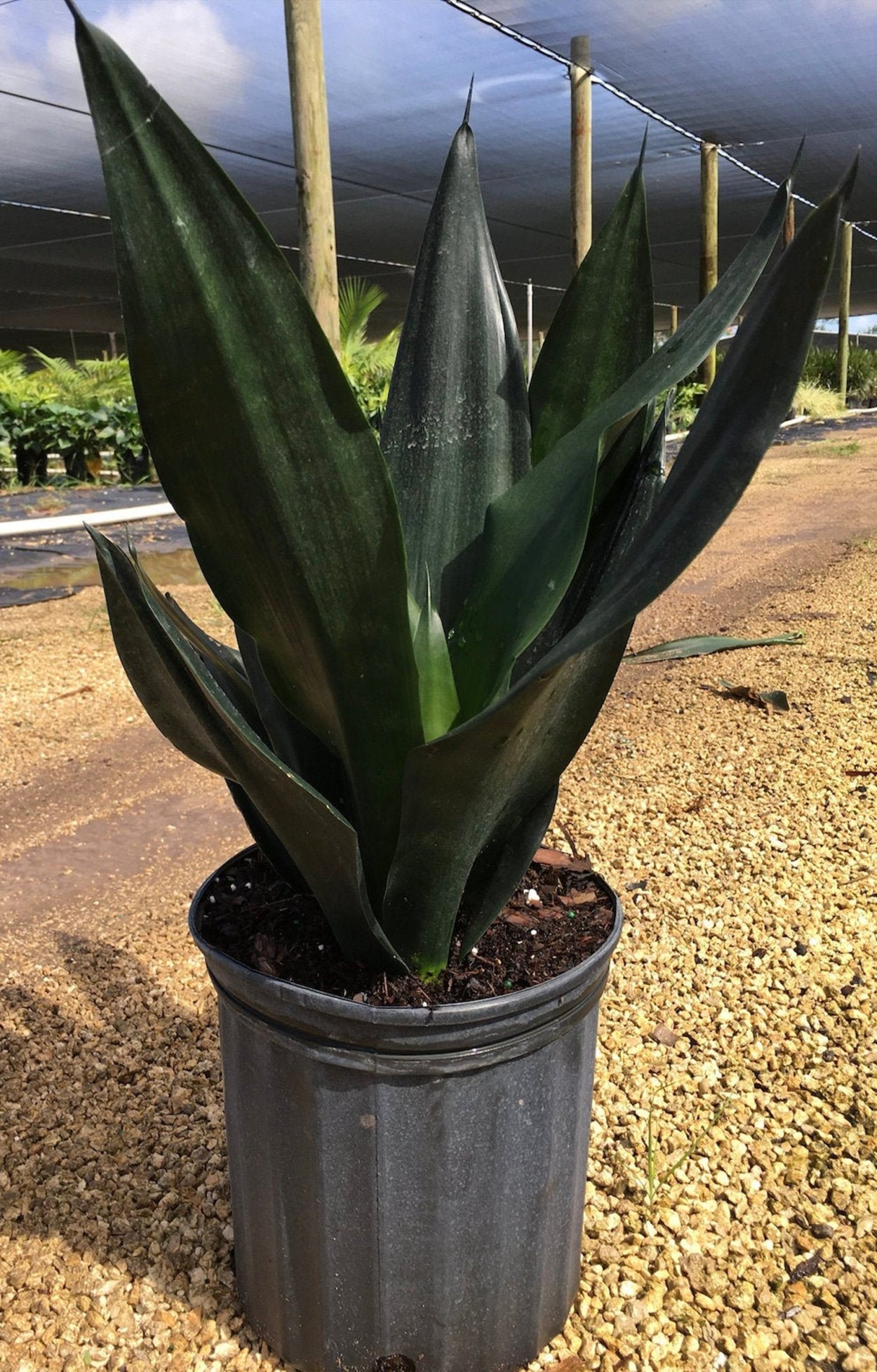 Сансевиерия Блэк драгон