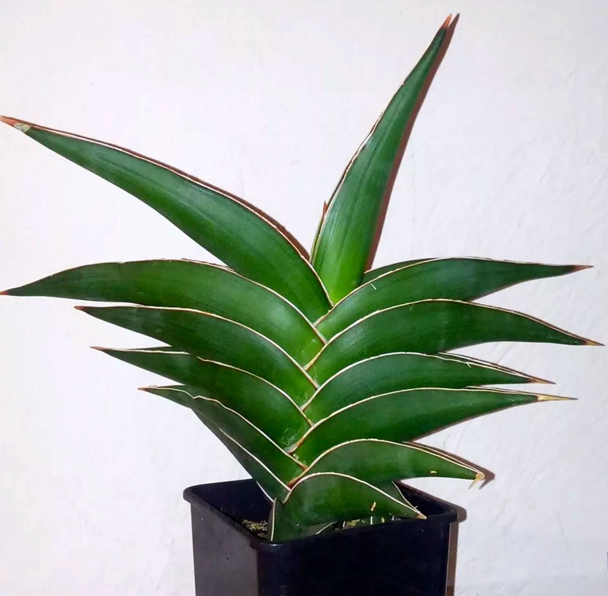 Сансевиерия Робуста (Sansevieria robusta)