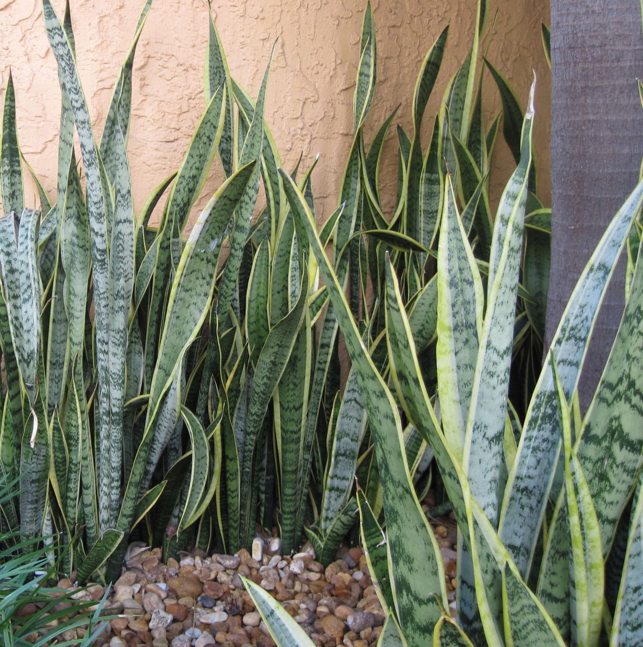 Субтропической Африки сансевьера