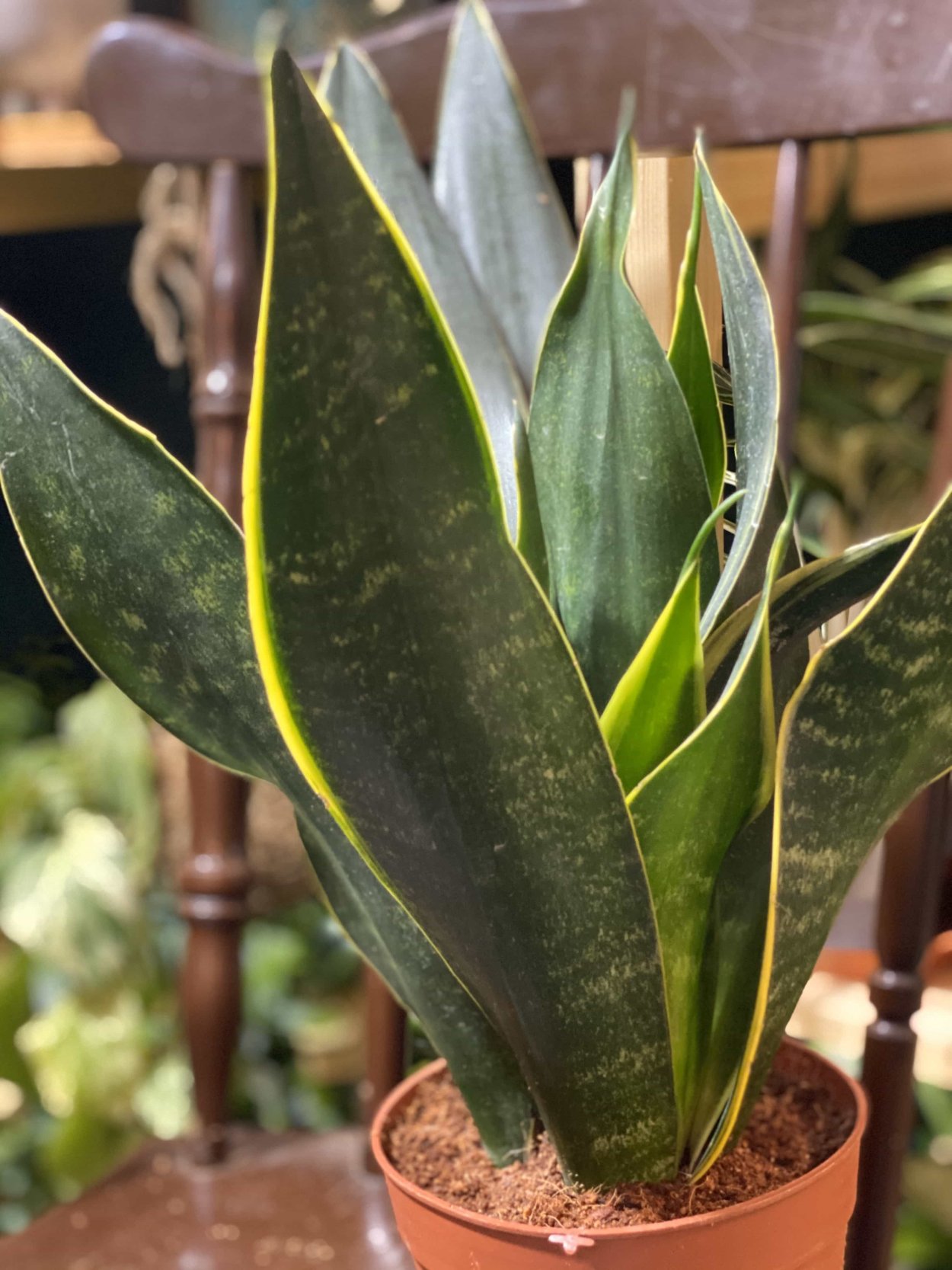 Сансевиерия Black Diamond