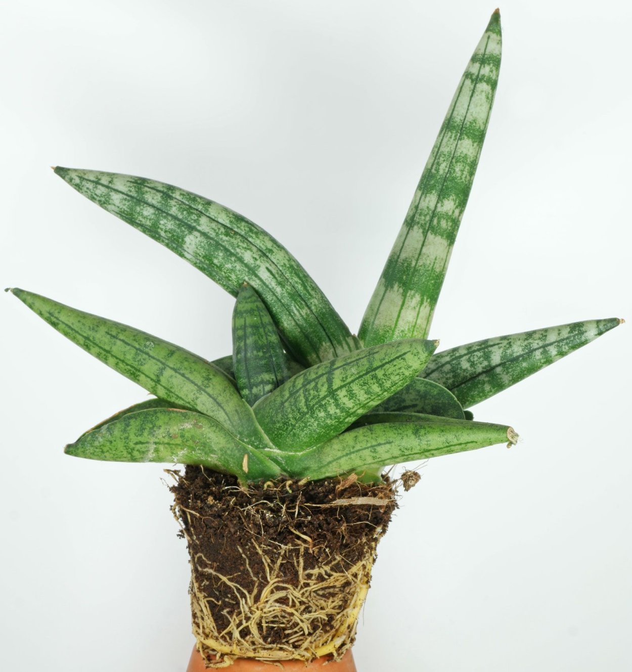 Сансевиерия Трифасциата Бонселенсис