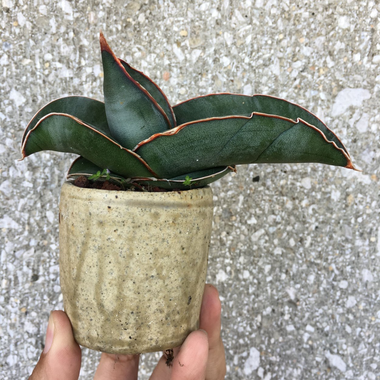 Сансевиерия ehrenbergii