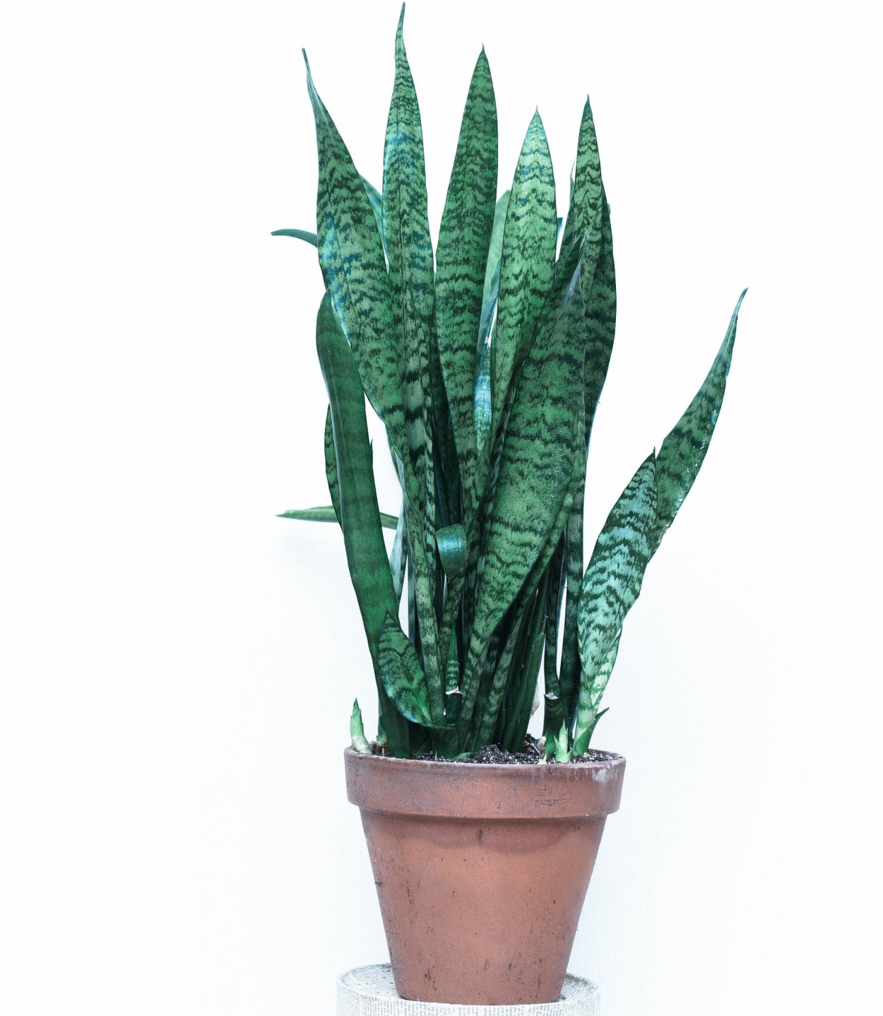 Сансевиерия Футура Робуста