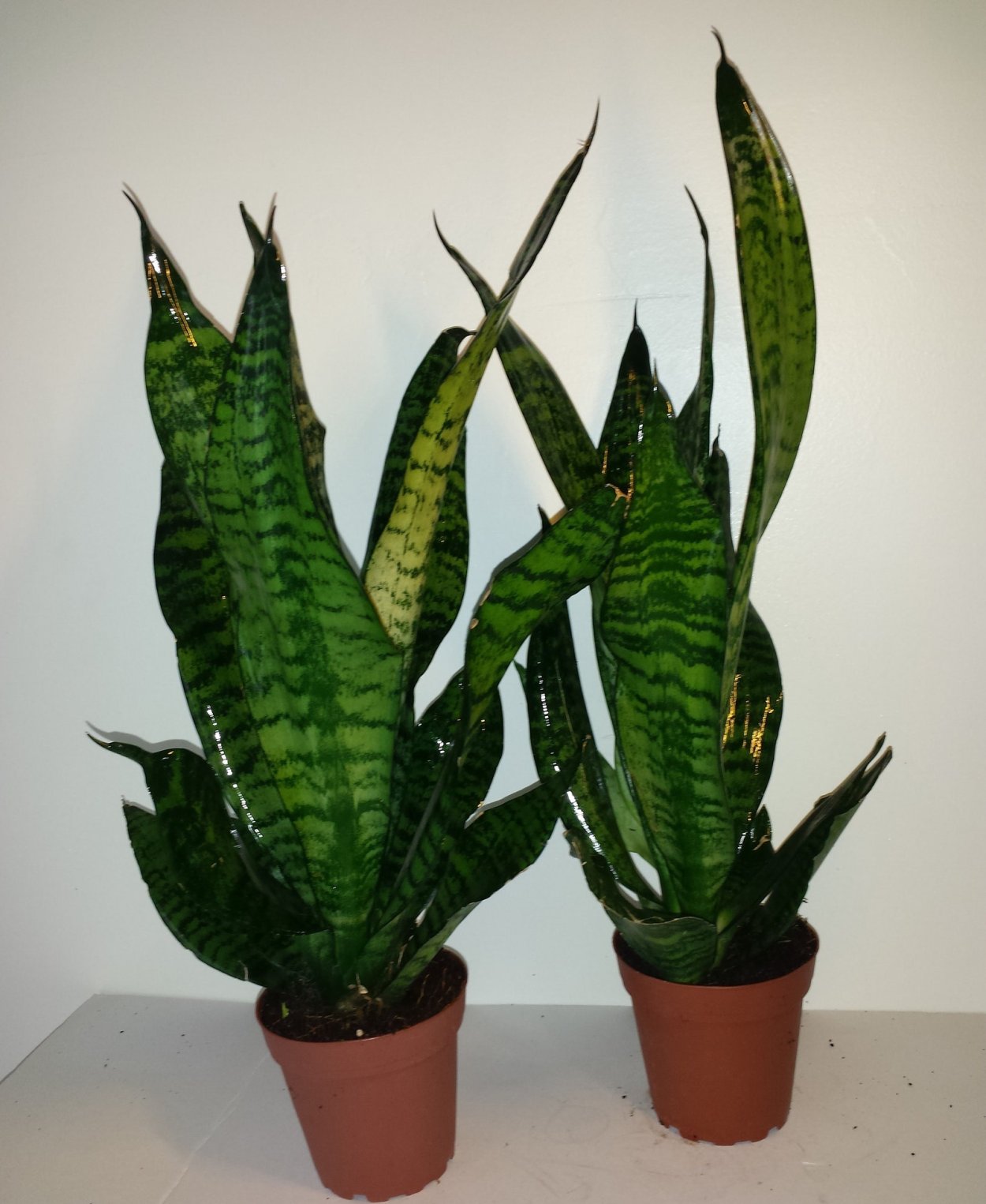 Сансевиерия Робуста