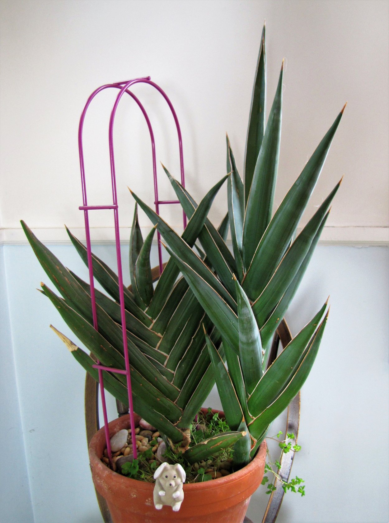 Сансевиерия Робуста