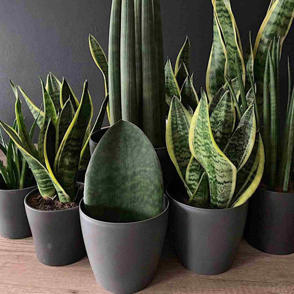 Сансевьера трехполосая