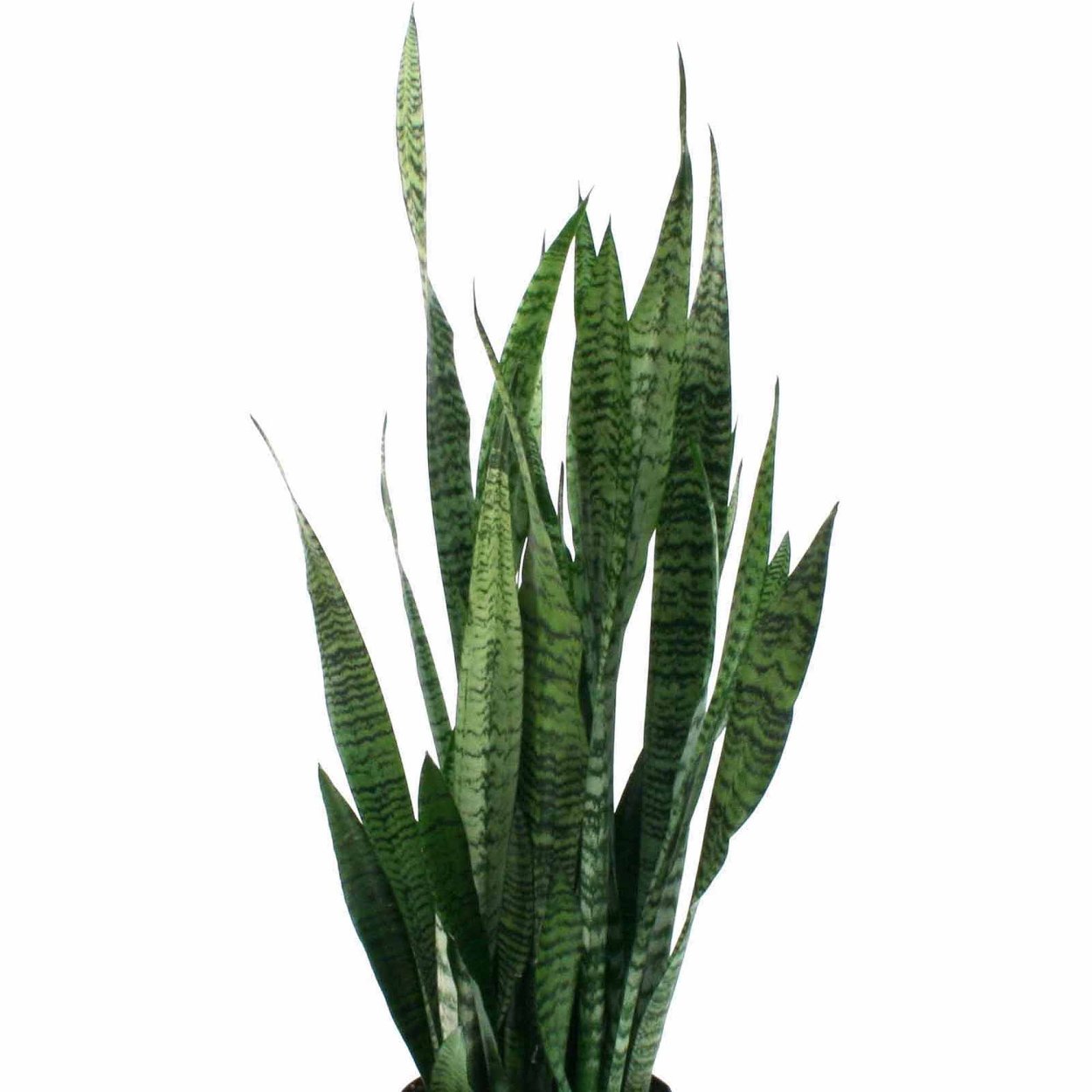 Сансевиерия zeylanica