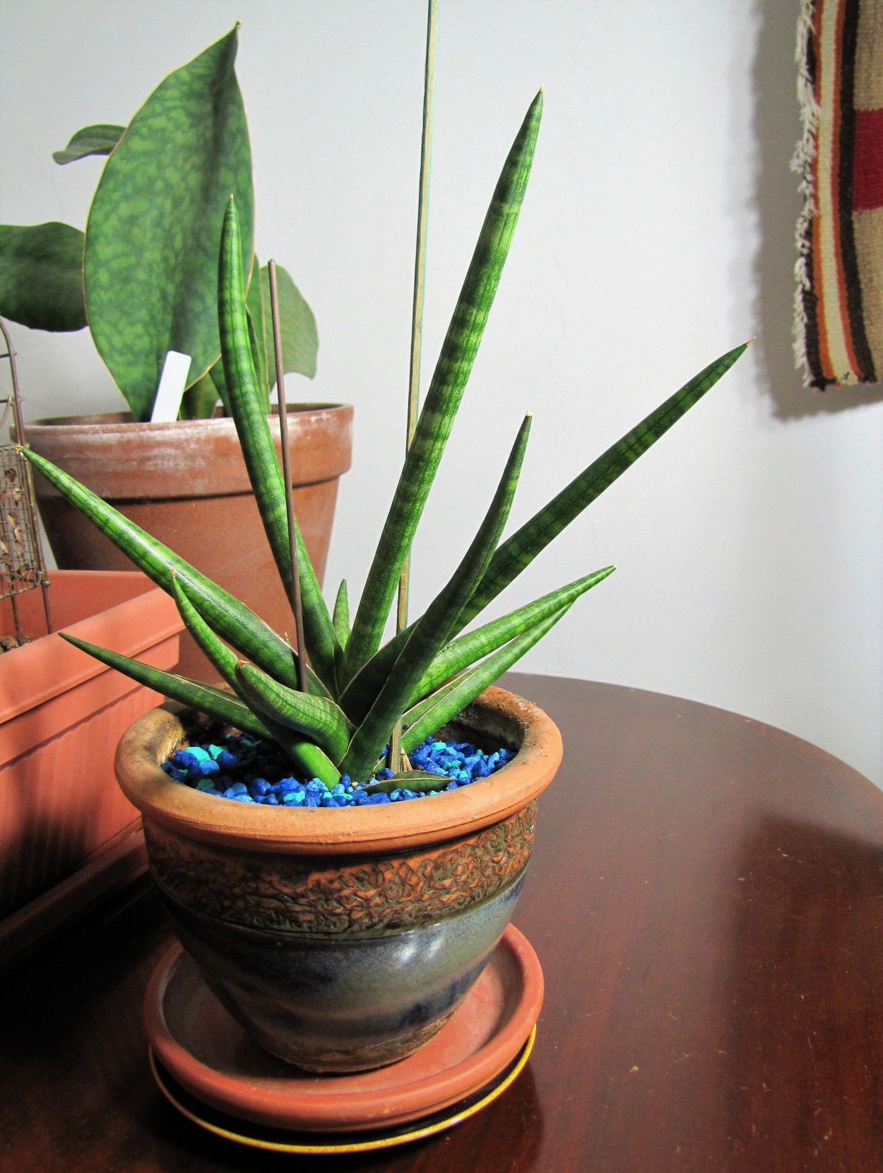 Sansevieria suffruticosa Frosty