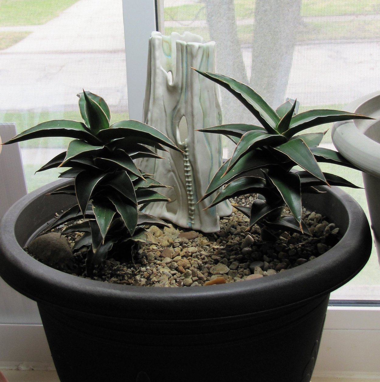 Сансевьера Лавранос