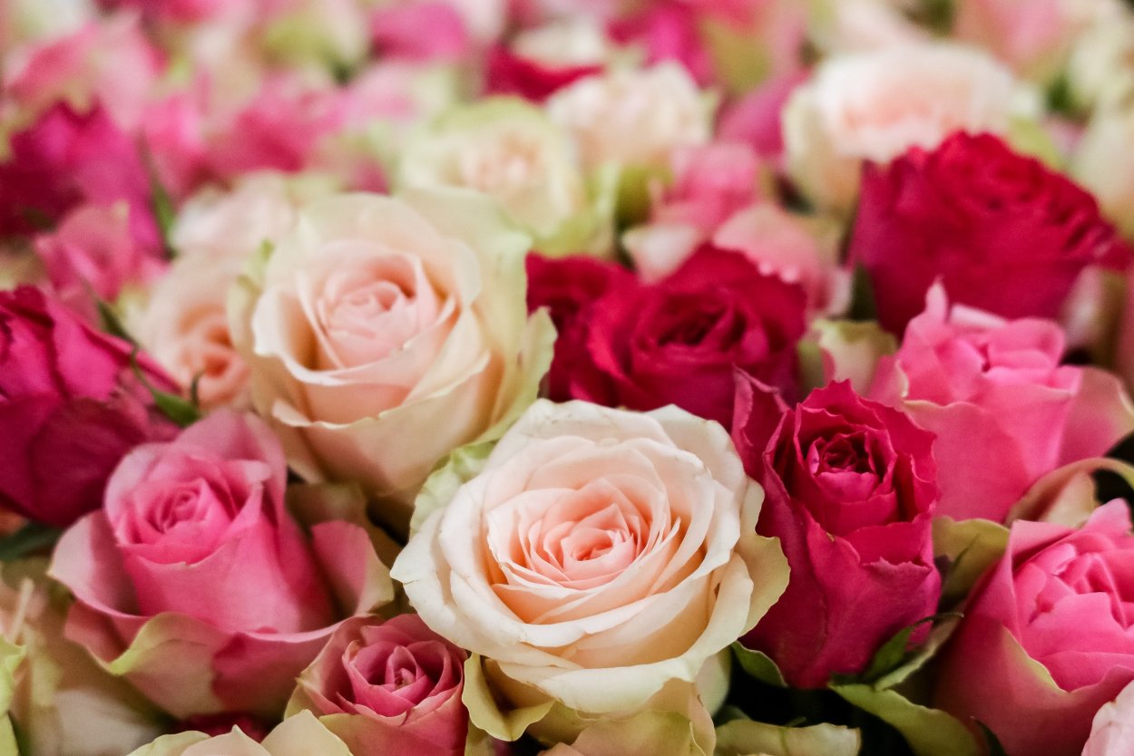 Бело розовые цветы