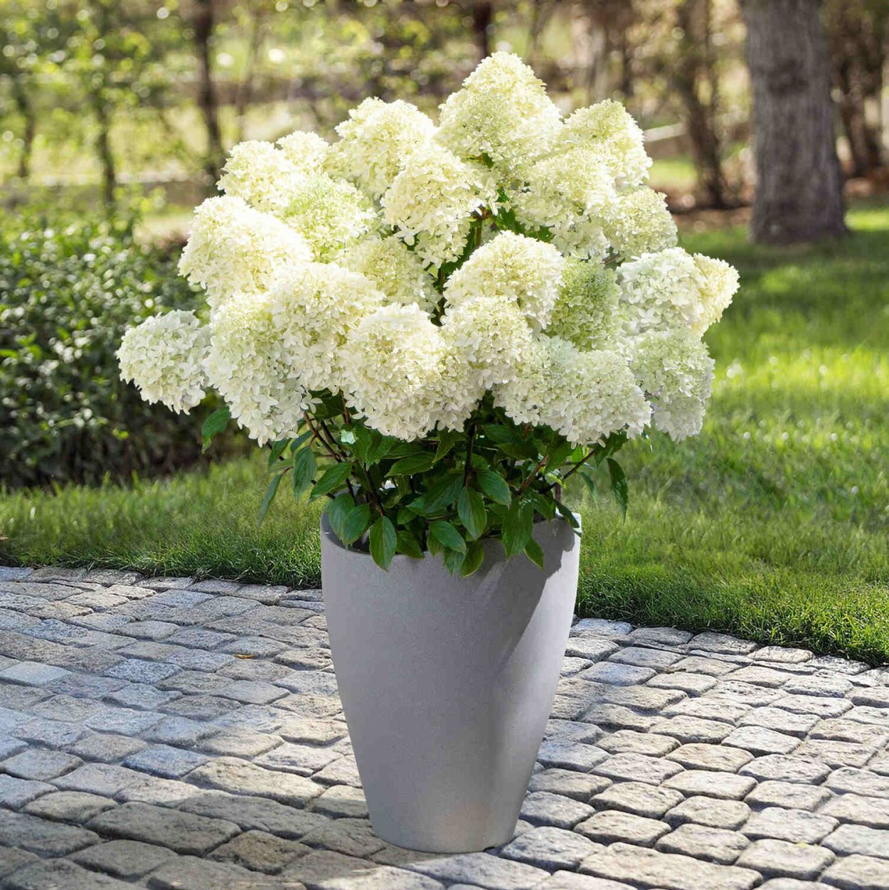 Гортензия метельчатая УАЙТЛАЙТ