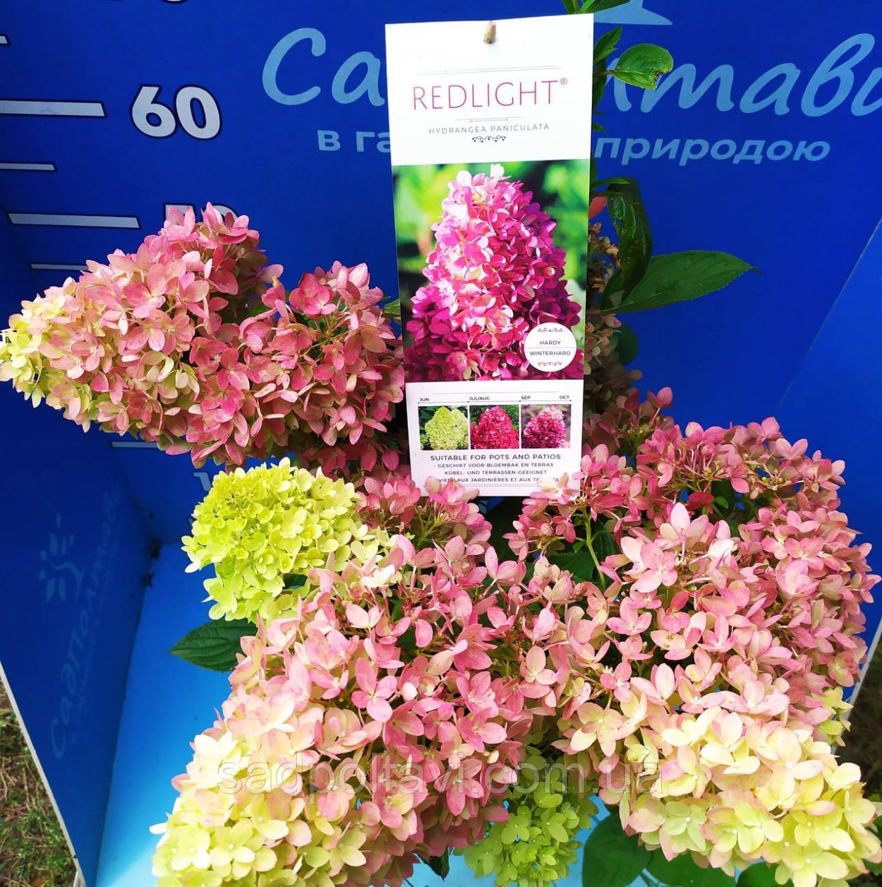 Гортензия Гарден Лайт ред Лайт