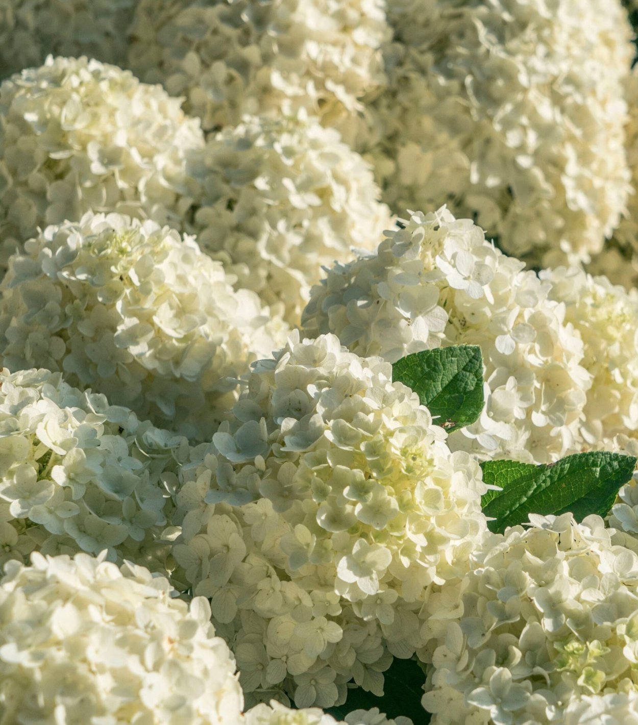 Гортензия метельчатая Вайт Лайт