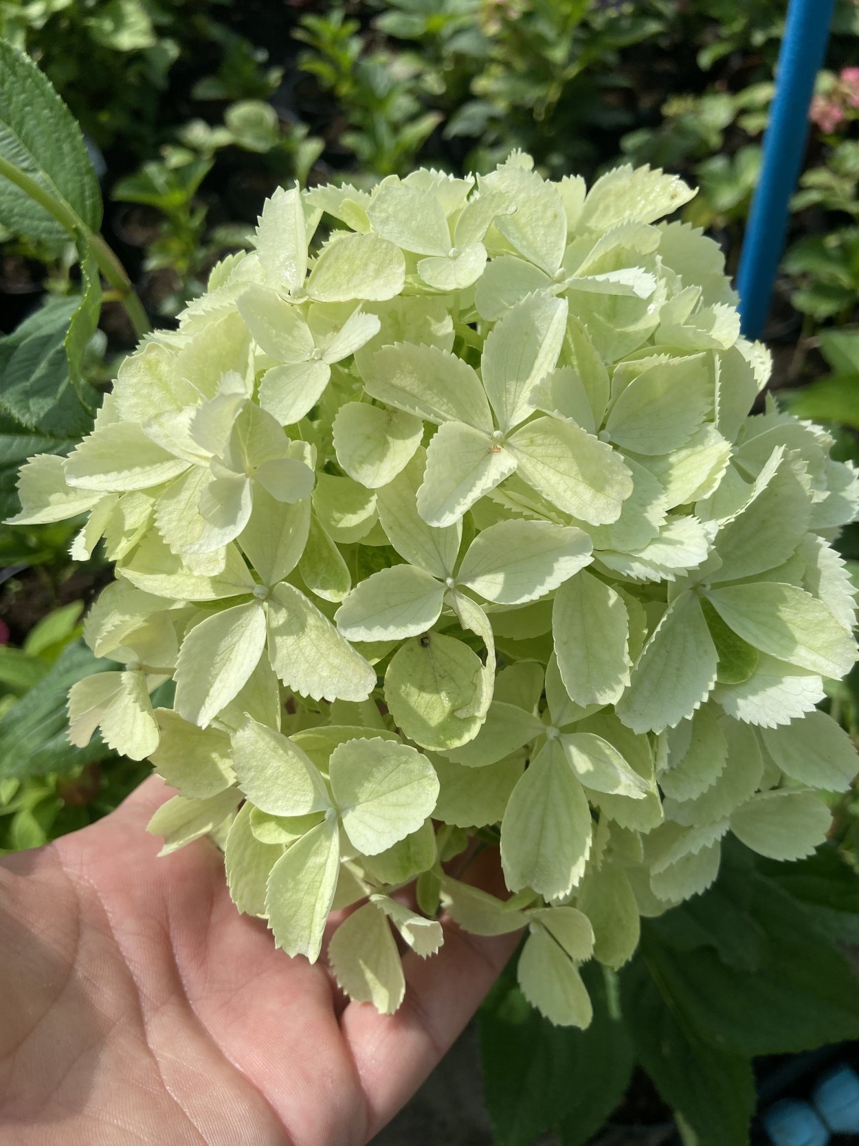 Гортензия Мэджикал лайм Спаркл