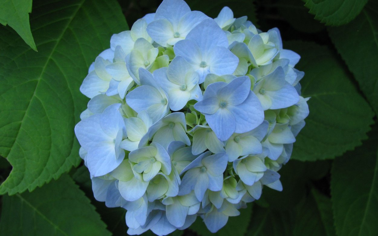 Гортензия Саманта крупнолистная