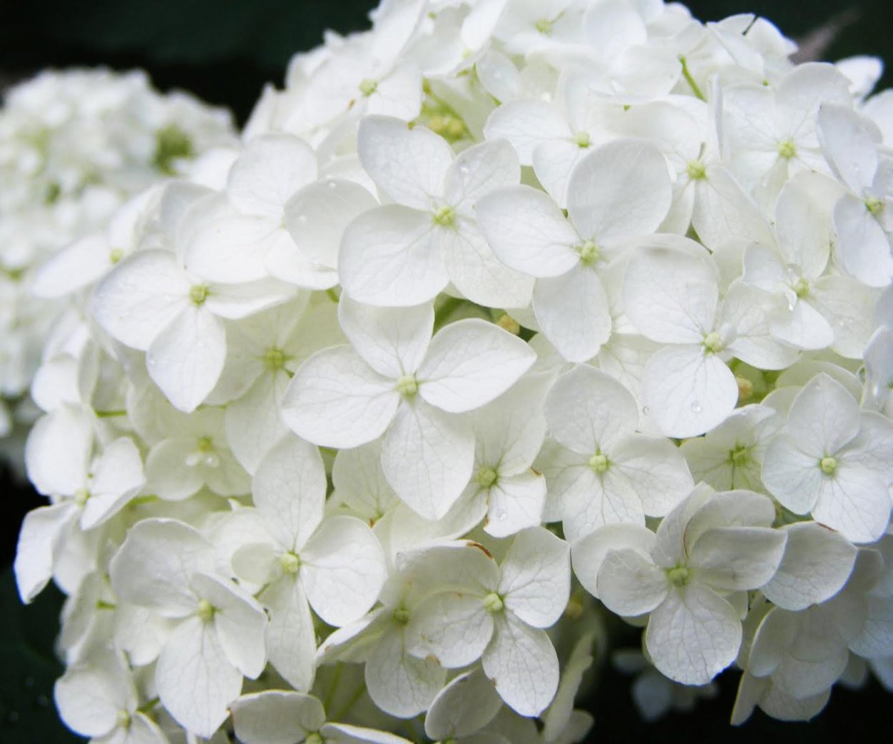 Гортензия Брайт Уайт