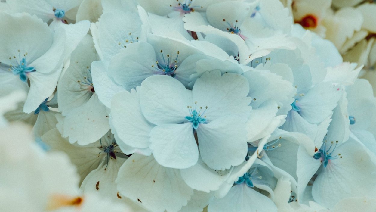 Голубая гортензия Эстетика