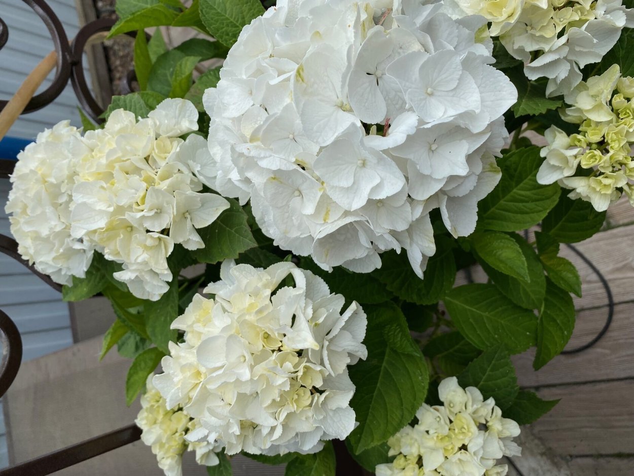 Гортензия крупнолистная "Шакира" Hydrangea macrophylla "Shakira"