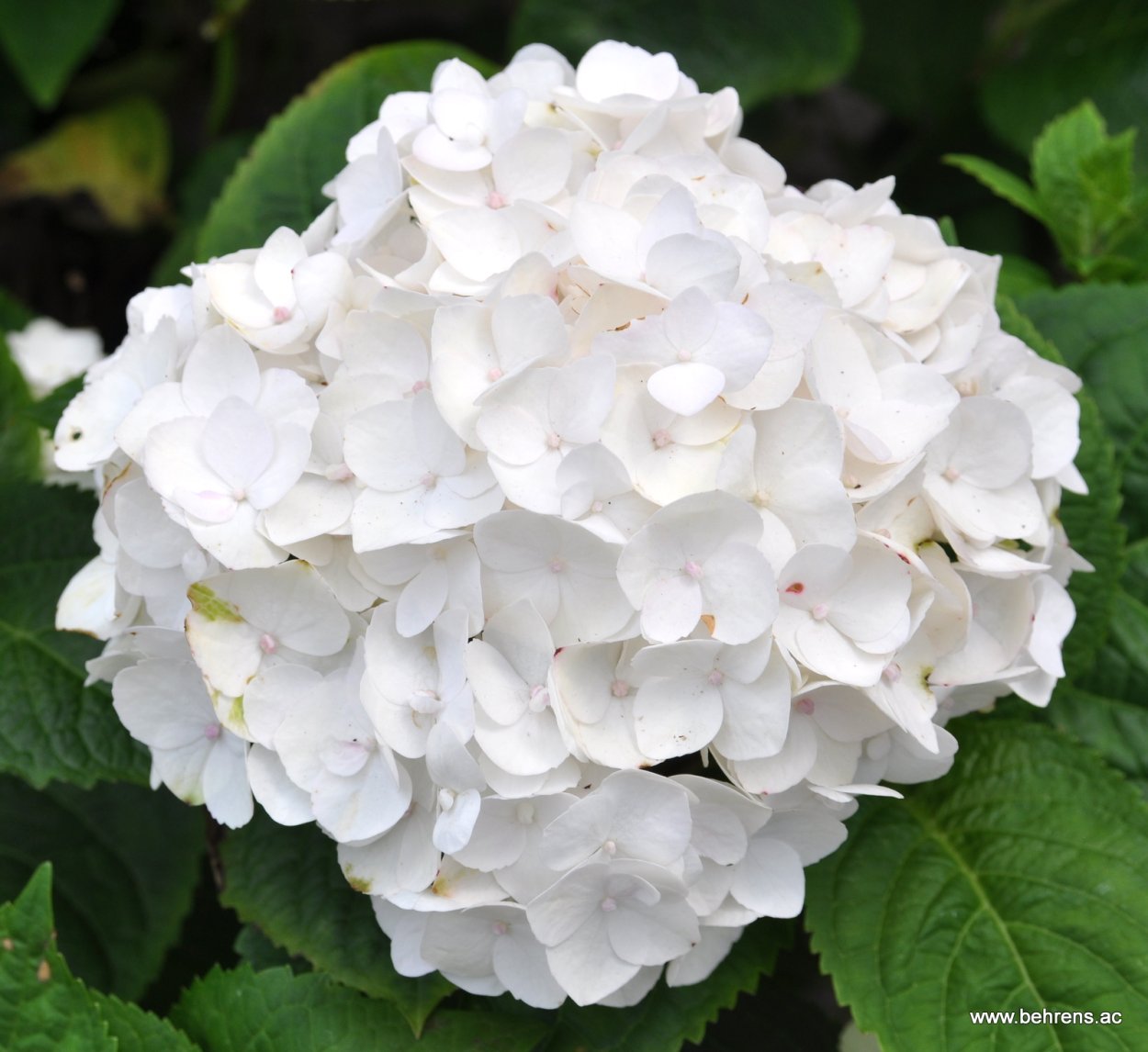 Гортензия крупнолистная Белла