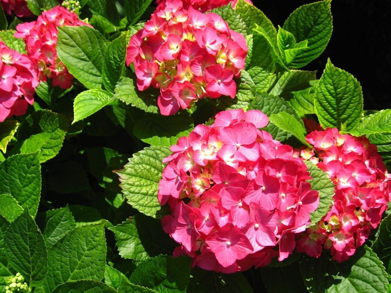 Гортензия крупнолистная хот ред