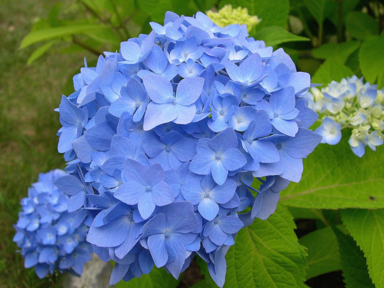 Гортензия крупнолистная голубая