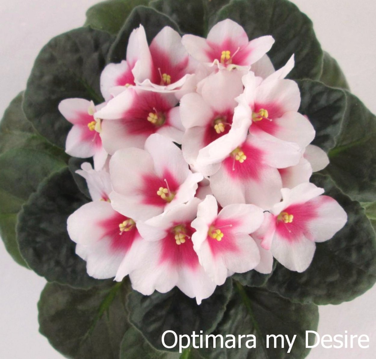 Фиалка Optimara my Desire