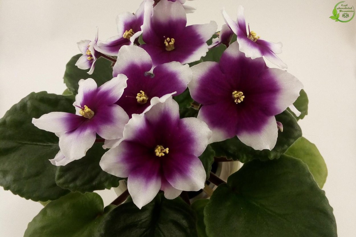 Фиалка Оптимара Чико