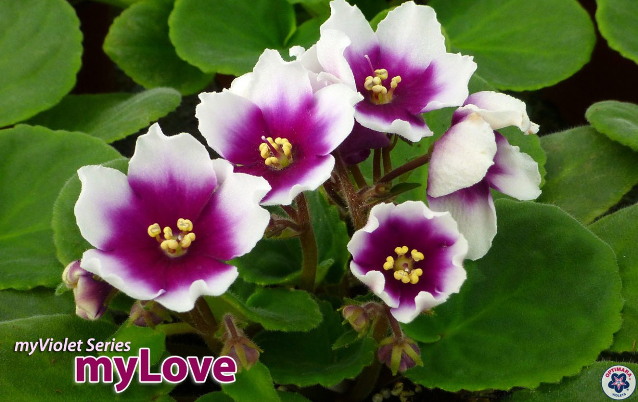 Фиалка лысая