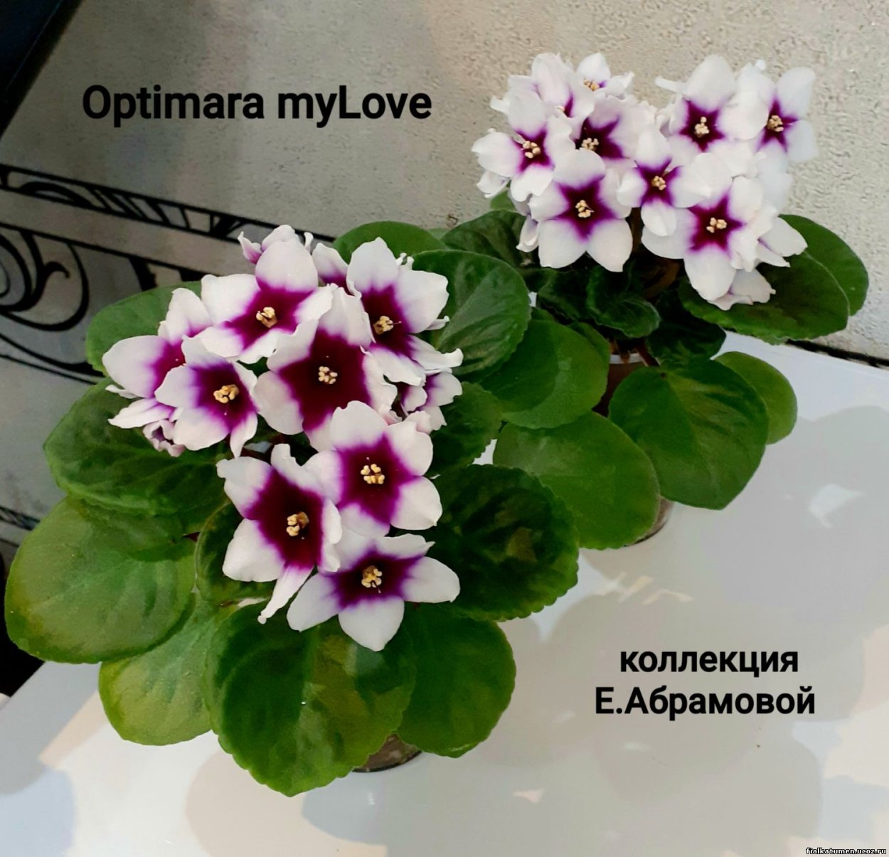 Оптимара Гавайи