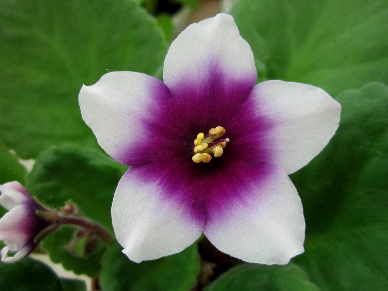 Фиалка Оптимара май лав