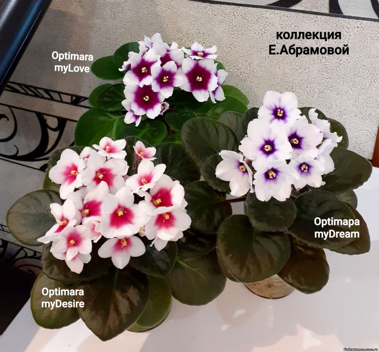 Фиалка май лав