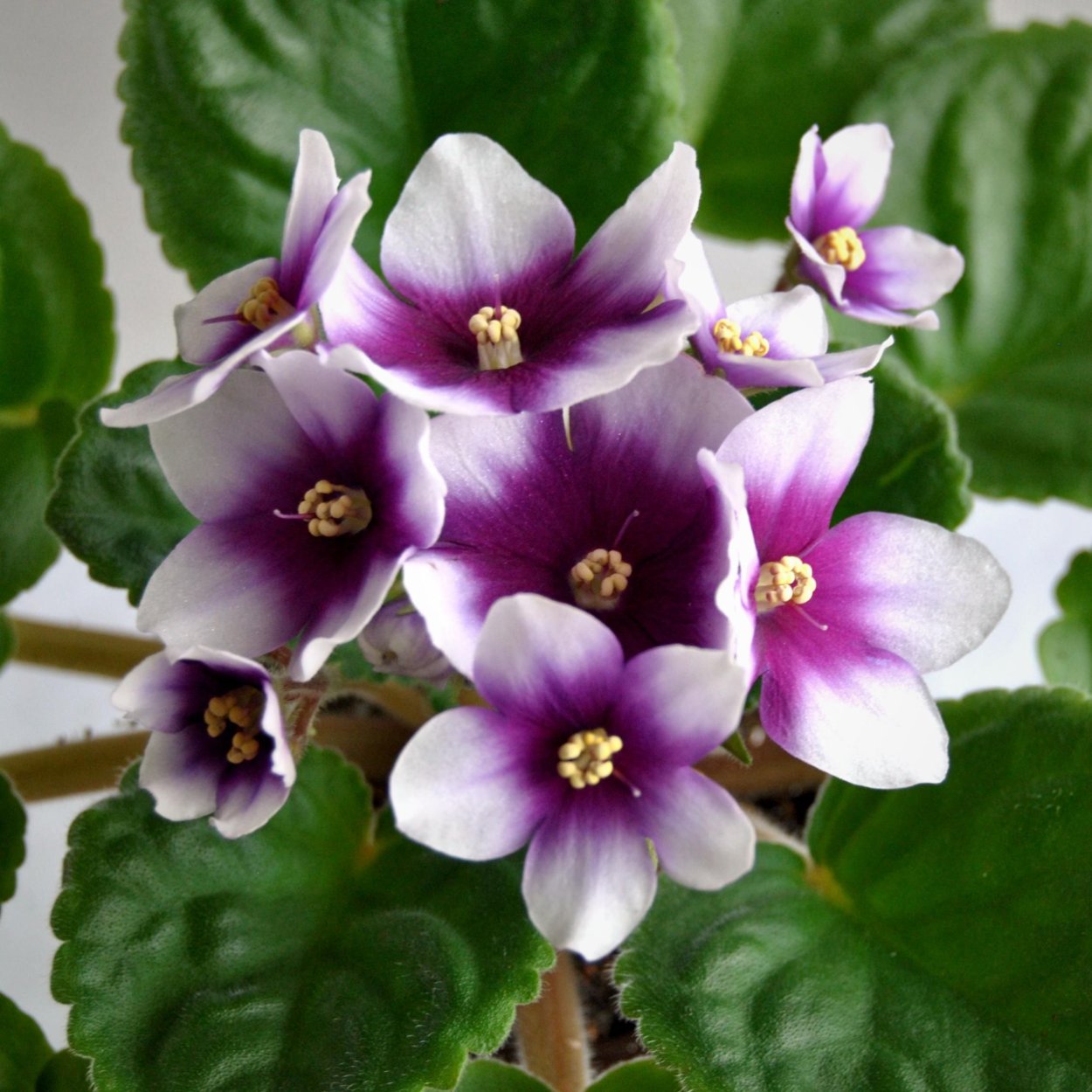 Фиалка Optimara Manitoba