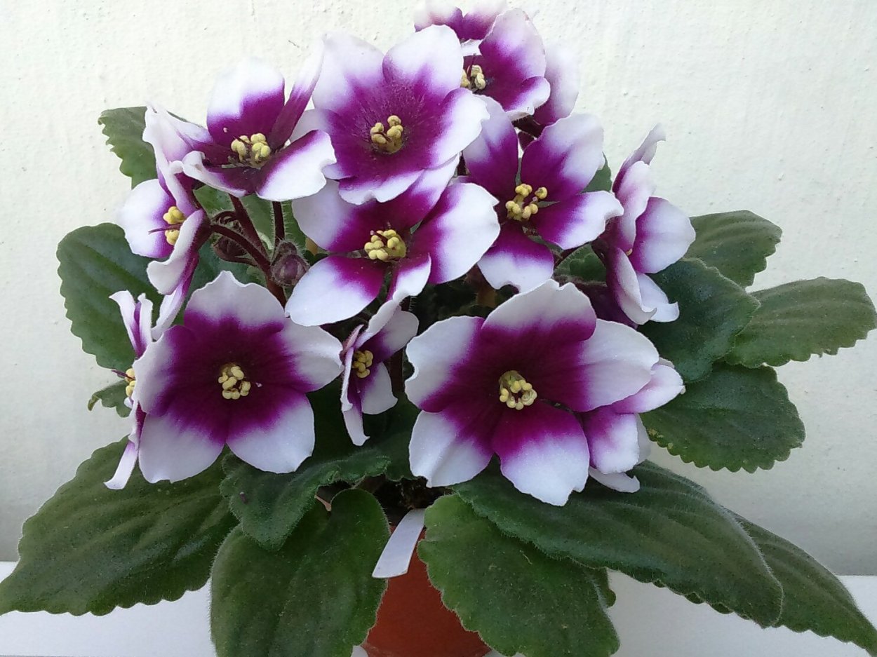 Фиалка Optimara