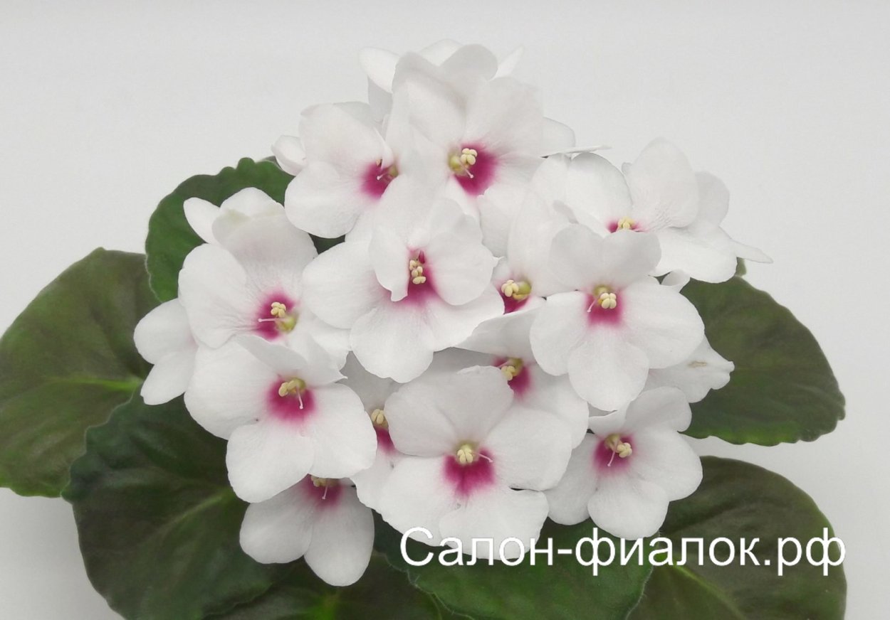 Фиалка Optimara Mississippi