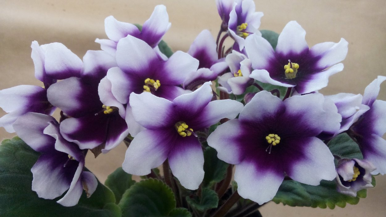 Оптимара Арканзас фиалка