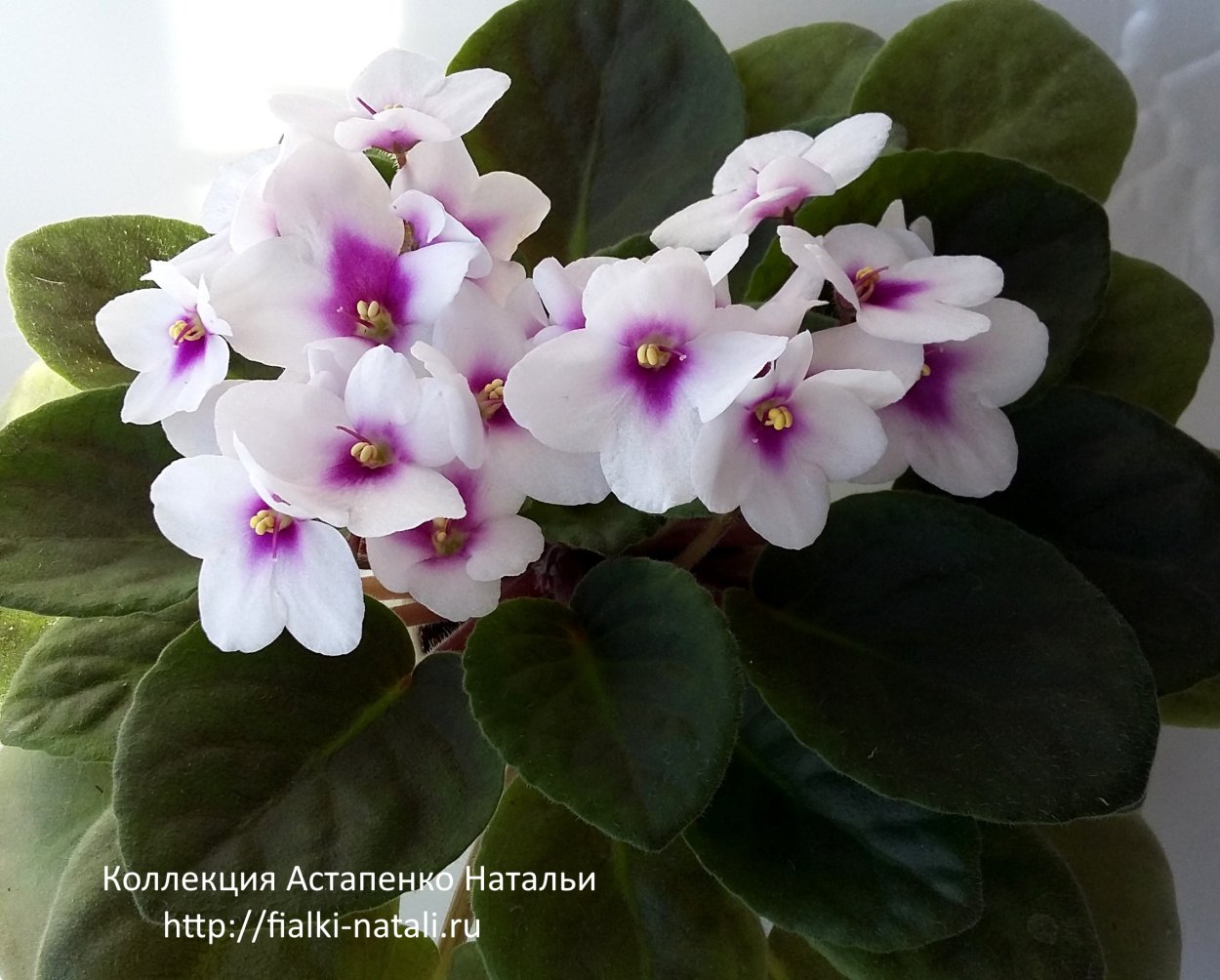 Optimara my Charm (m. Holtkamp)