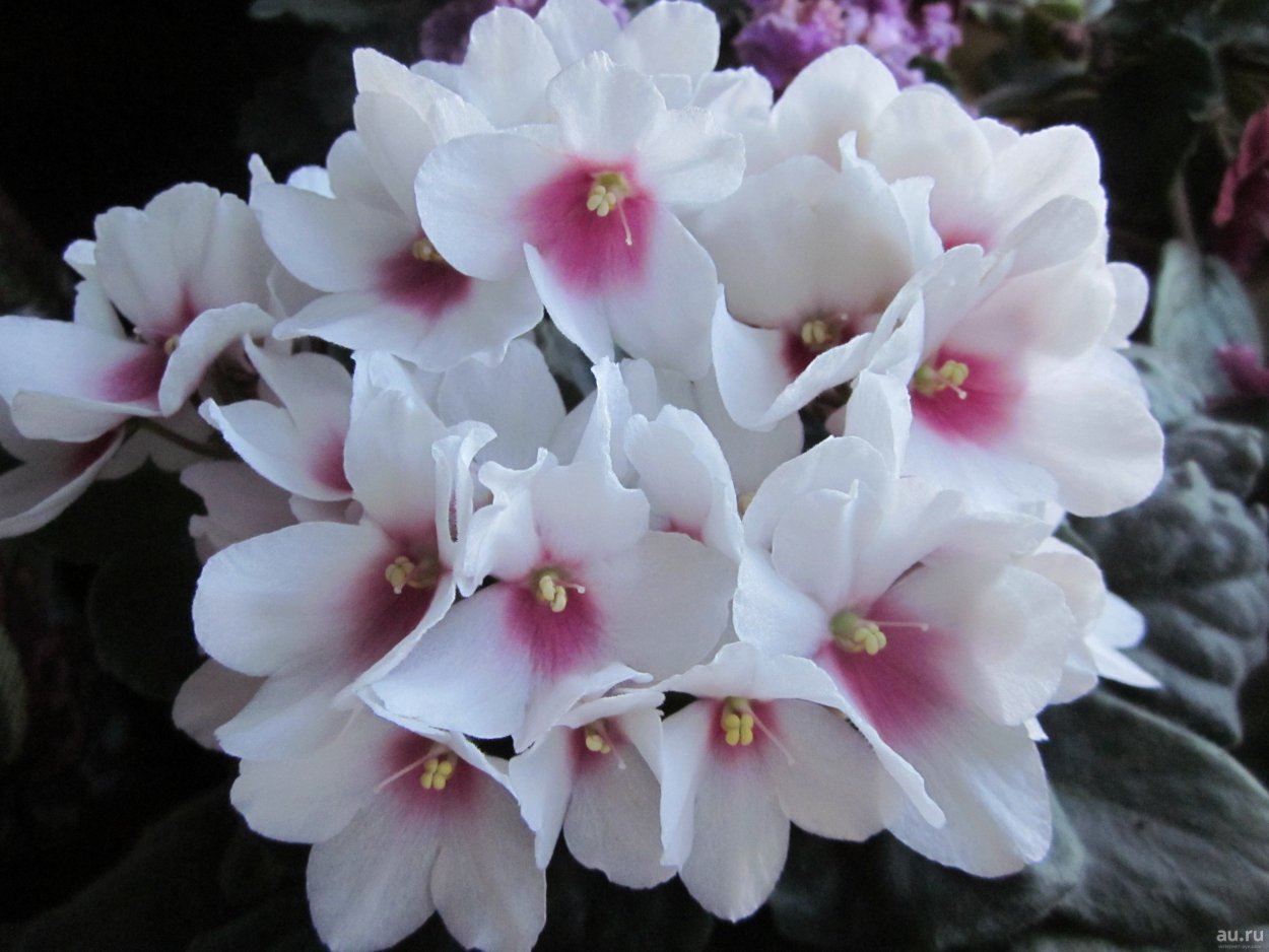 Фиалка Optimara Desire