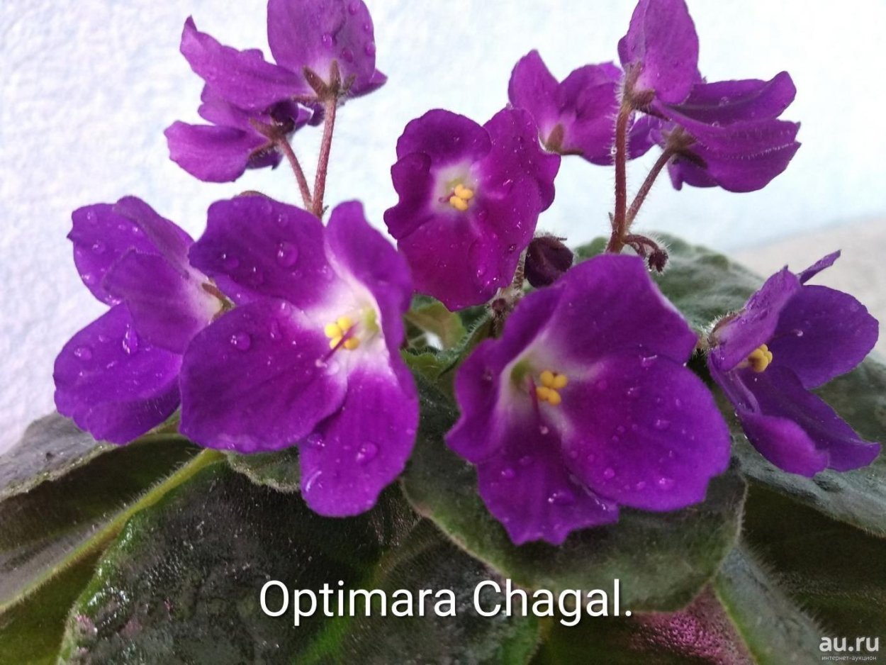 Фиалка дали