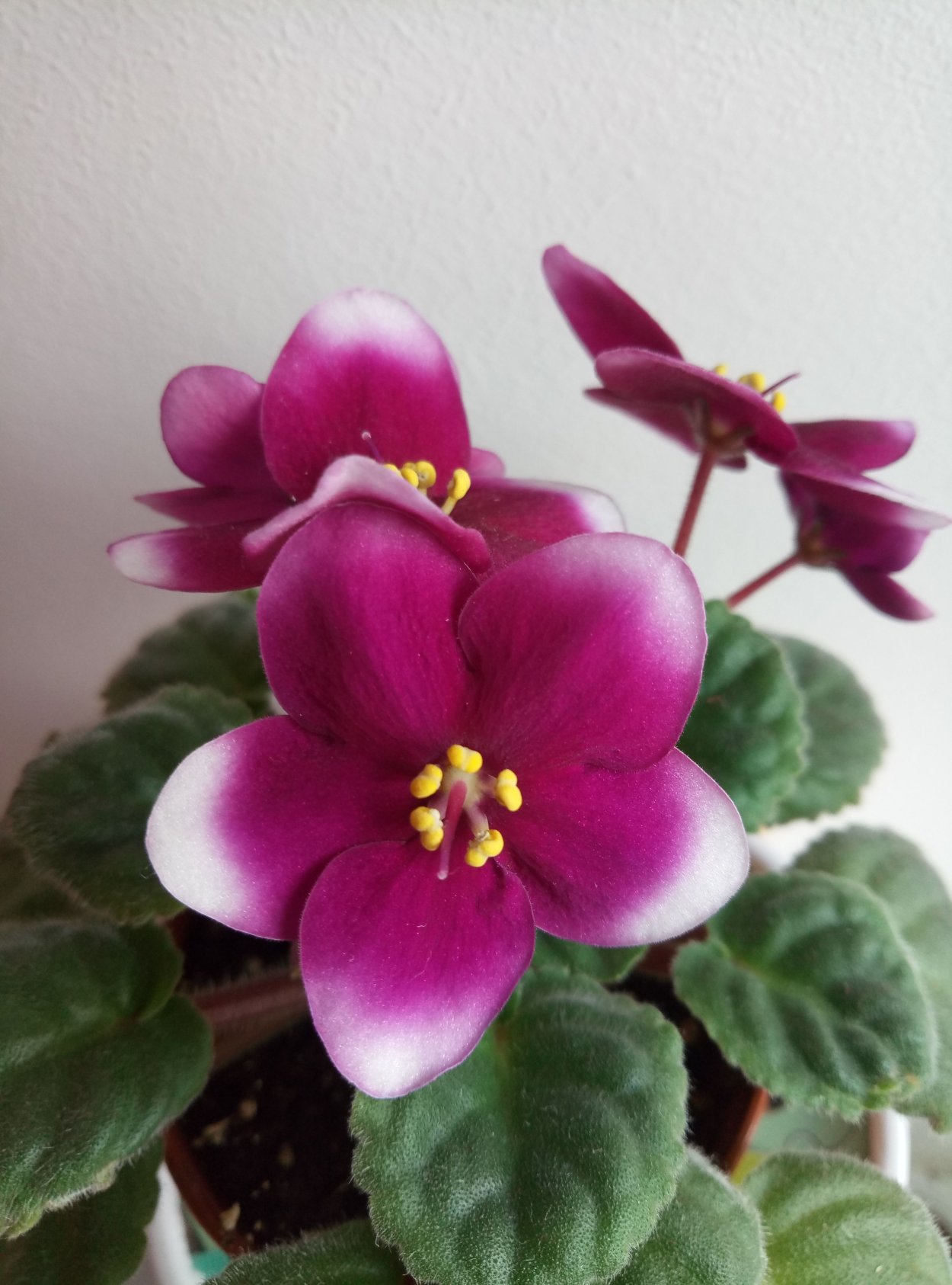 Фиалка Оптимара лав