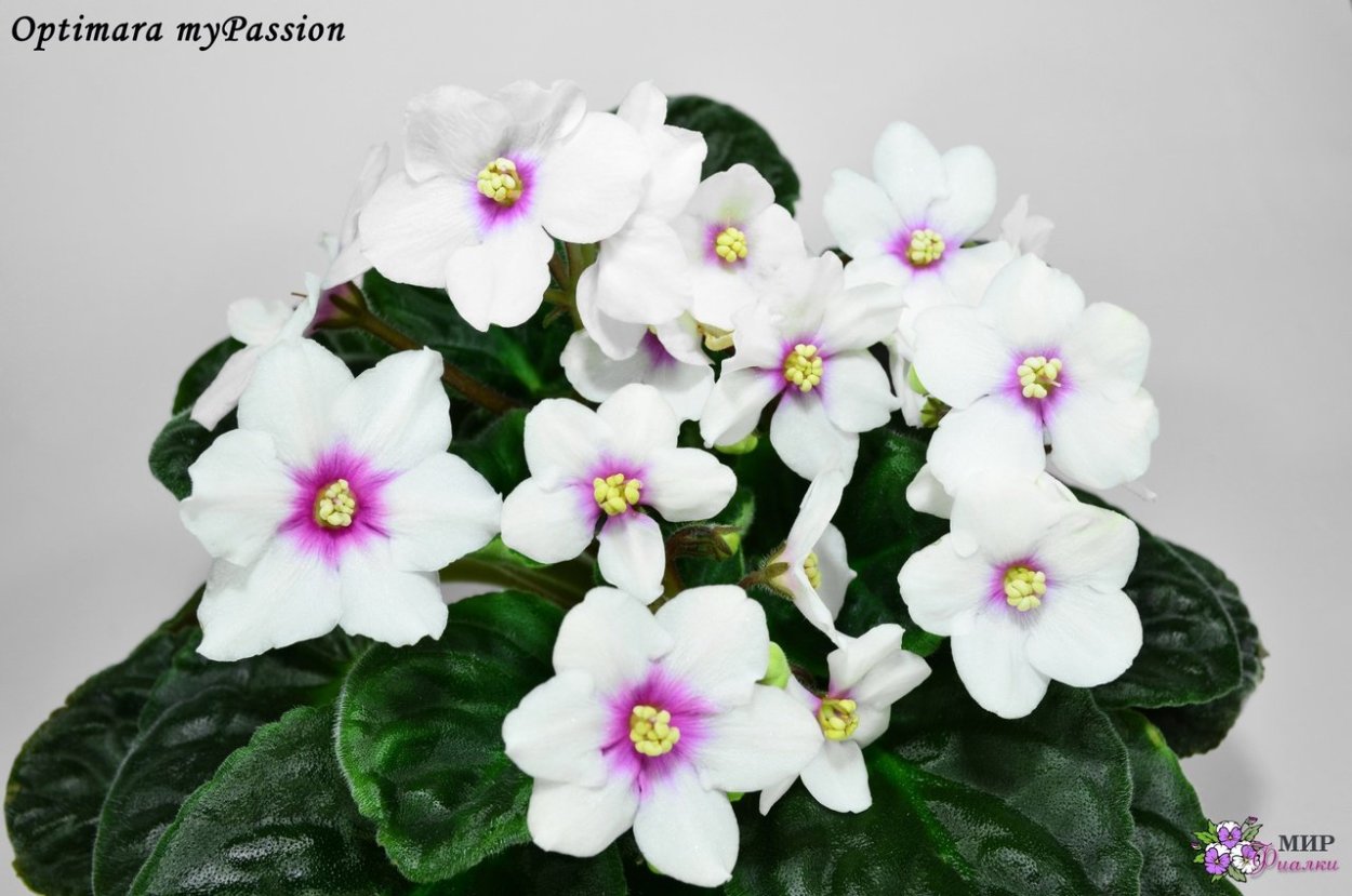 Optimara Hawaii фиалка