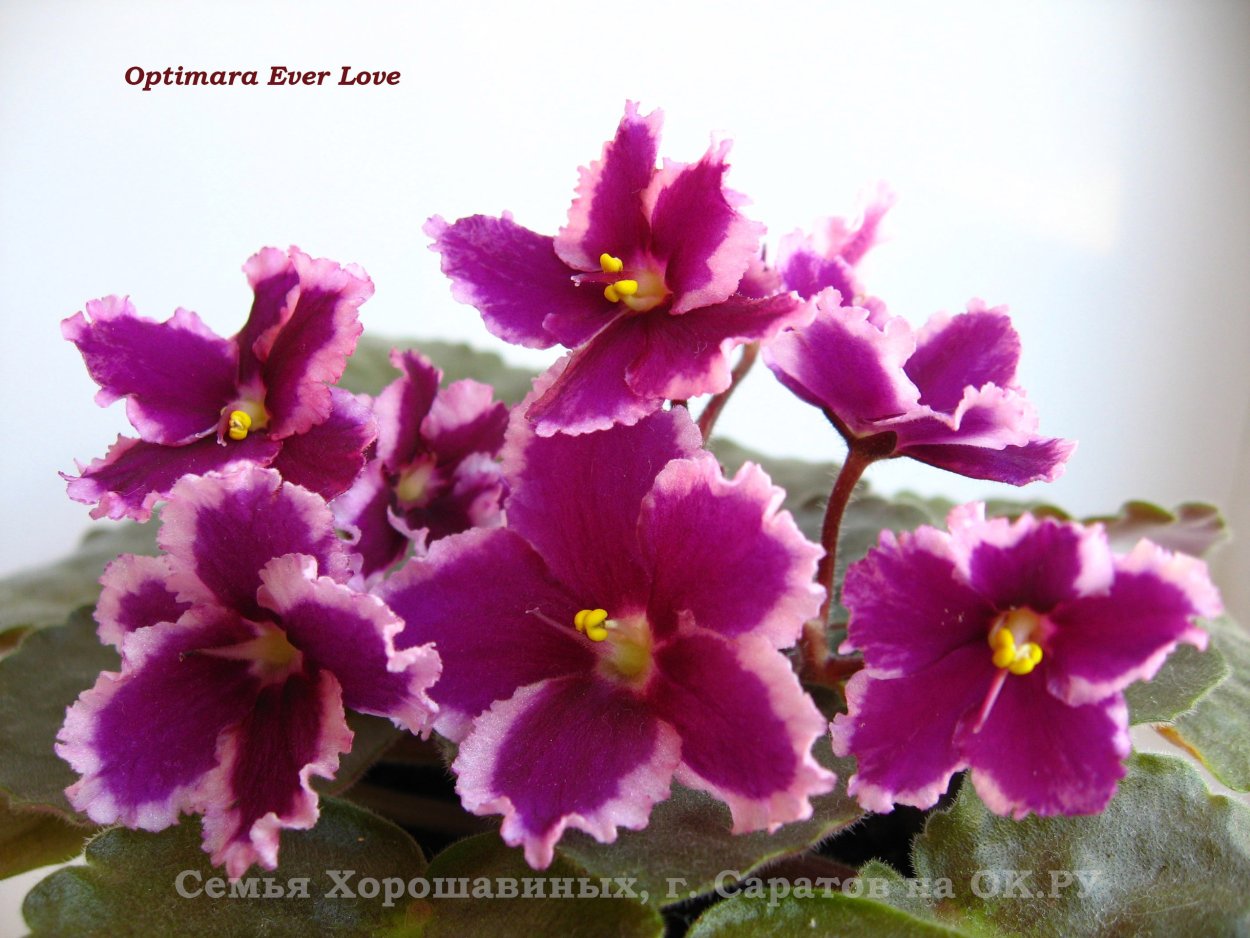 Фиалки Оптимара Эвер лав