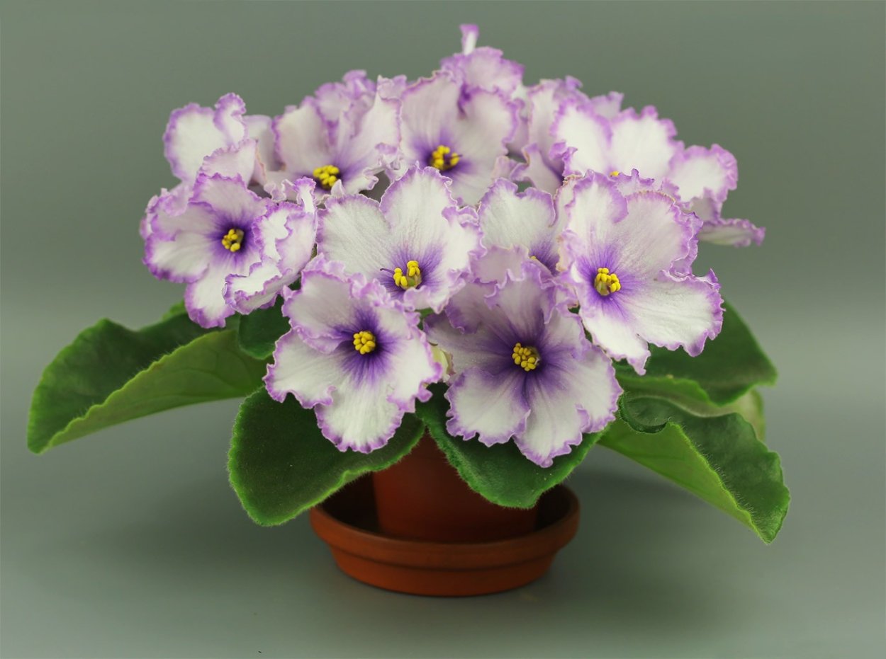 Фиалка дымчатый Мираж