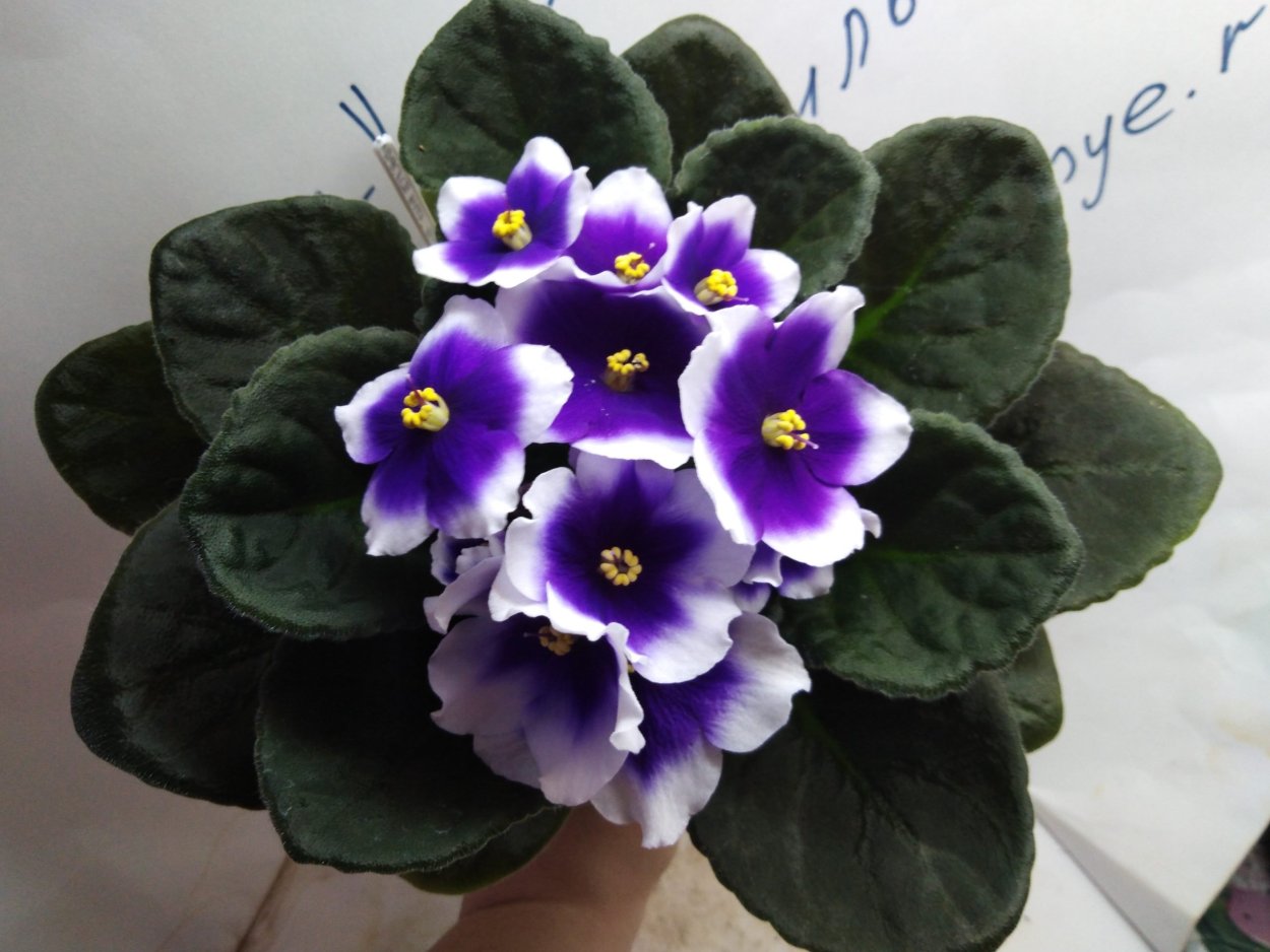 Фиалка Оптимара Аризона